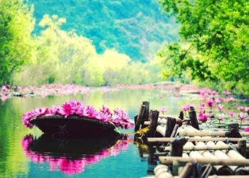 The great thing about purple water lilies in Yen stream