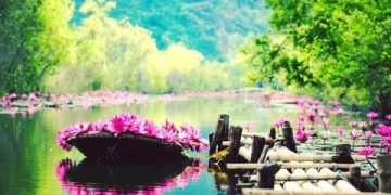 The great thing about purple water lilies in Yen stream