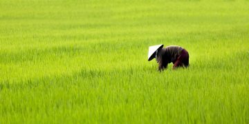 Understanding Vietnam’s history through food