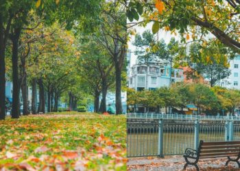 A look of Hanoi autumn in the park of Ho Chi Minh City
