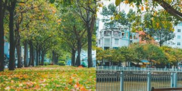 A look of Hanoi autumn in the park of Ho Chi Minh City