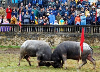 Do Son Buffalo Fighting Festival
