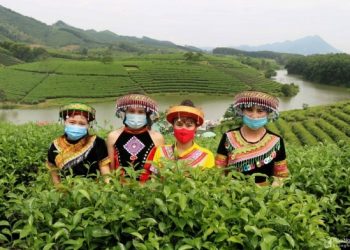 The unique beauty of green tea hills in Nghe An