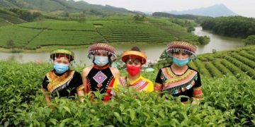 The unique beauty of green tea hills in Nghe An