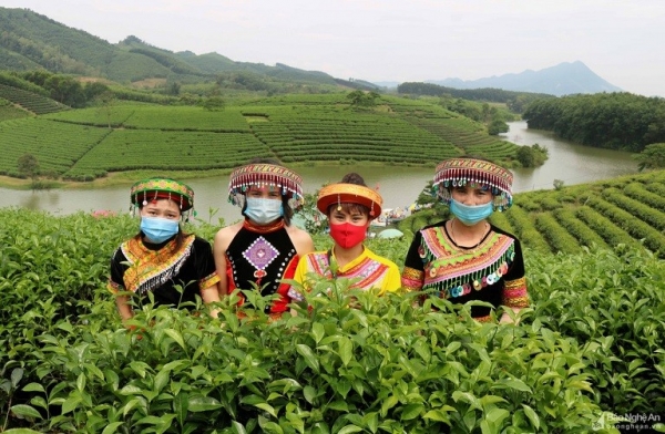 The unique beauty of green tea hills in Nghe An