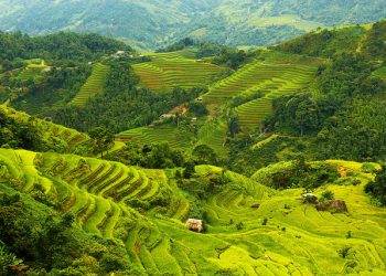 Hoang Su Phi terraced fields in the ripe rice season