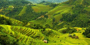 Hoang Su Phi terraced fields in the ripe rice season