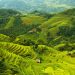 Hoang Su Phi terraced fields in the ripe rice season