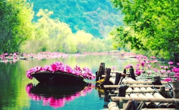 The great thing about purple water lilies in Yen stream