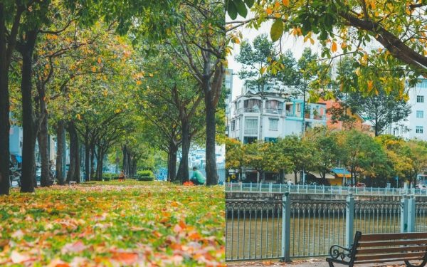 A look of Hanoi autumn in the park of Ho Chi Minh City