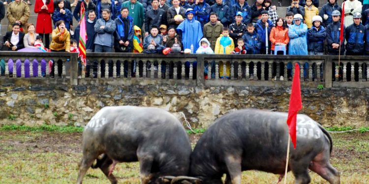 Do Son Buffalo Fighting Festival