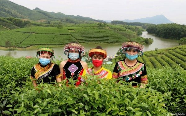 The unique beauty of green tea hills in Nghe An