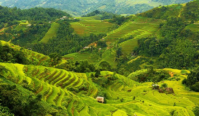 Hoang Su Phi terraced fields in the ripe rice season