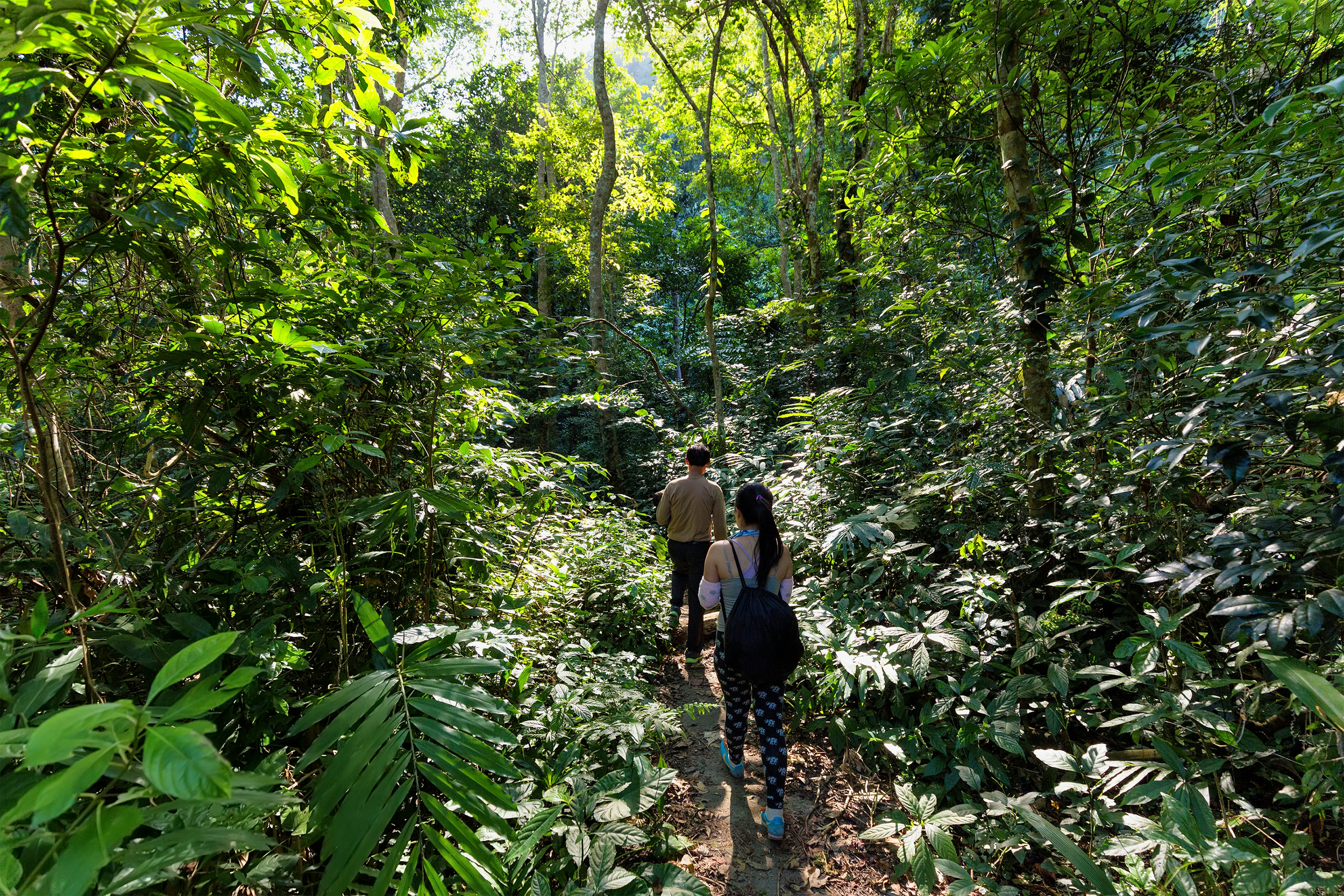 Hikers walk through the dense jungle of Cat Ba National Park, Ha Long Bay, Vietnam