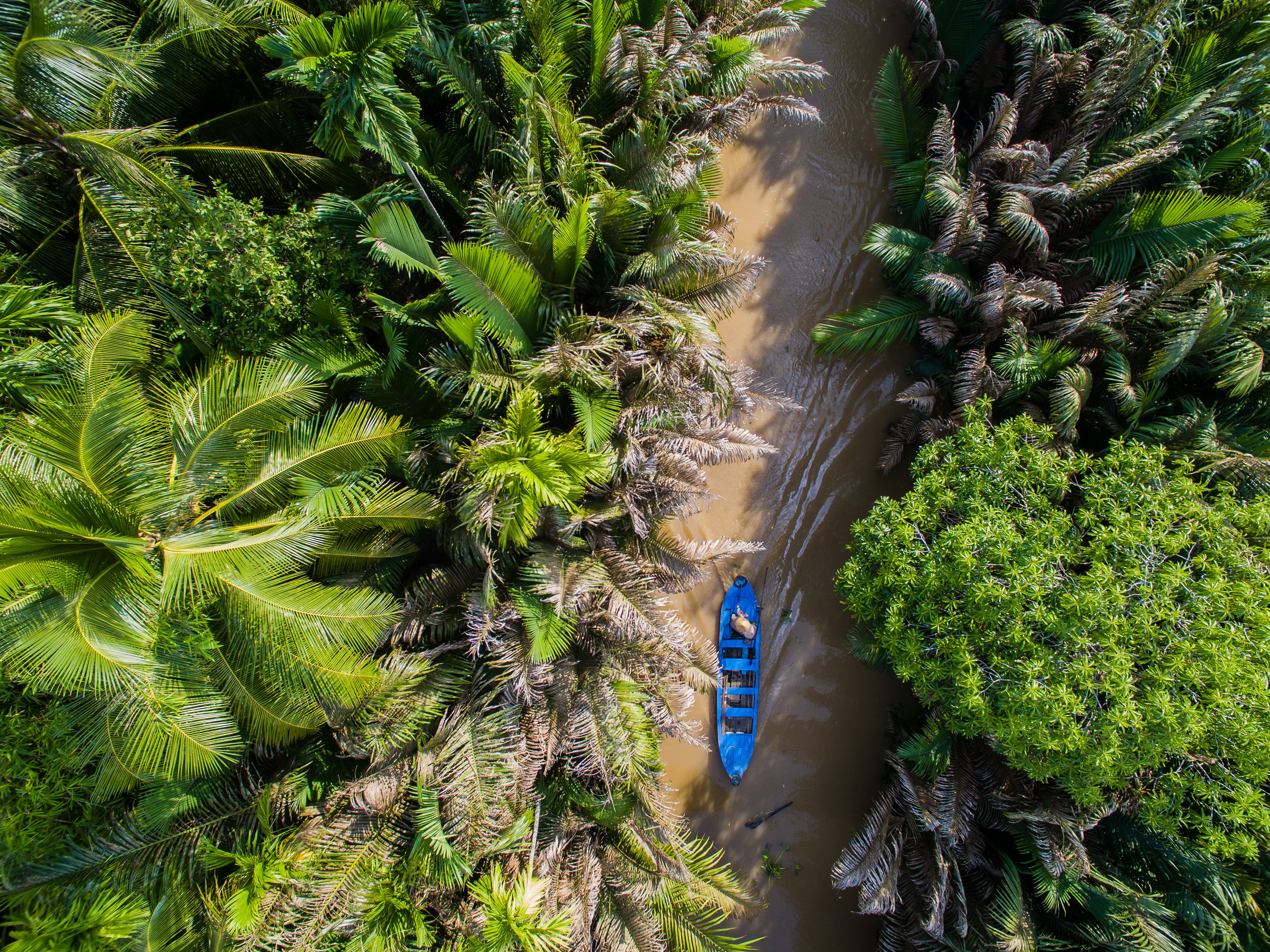 Aerial of a small blue boat heading downriver to a coconut plantation in the Mekong Delta.