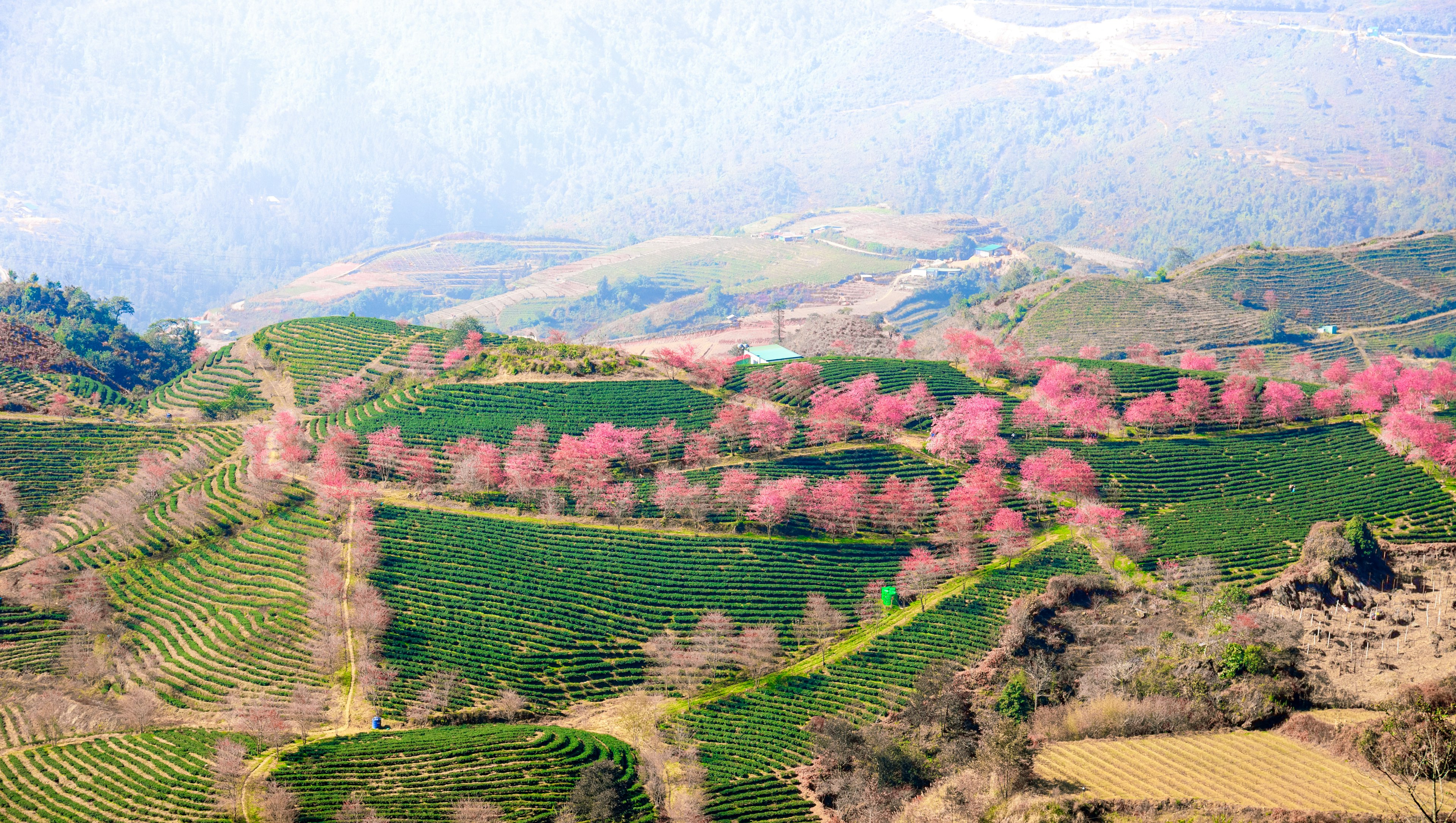 An aerial view of blooming apricot trees on O Long Tea Hill near Sapa, Vietnam