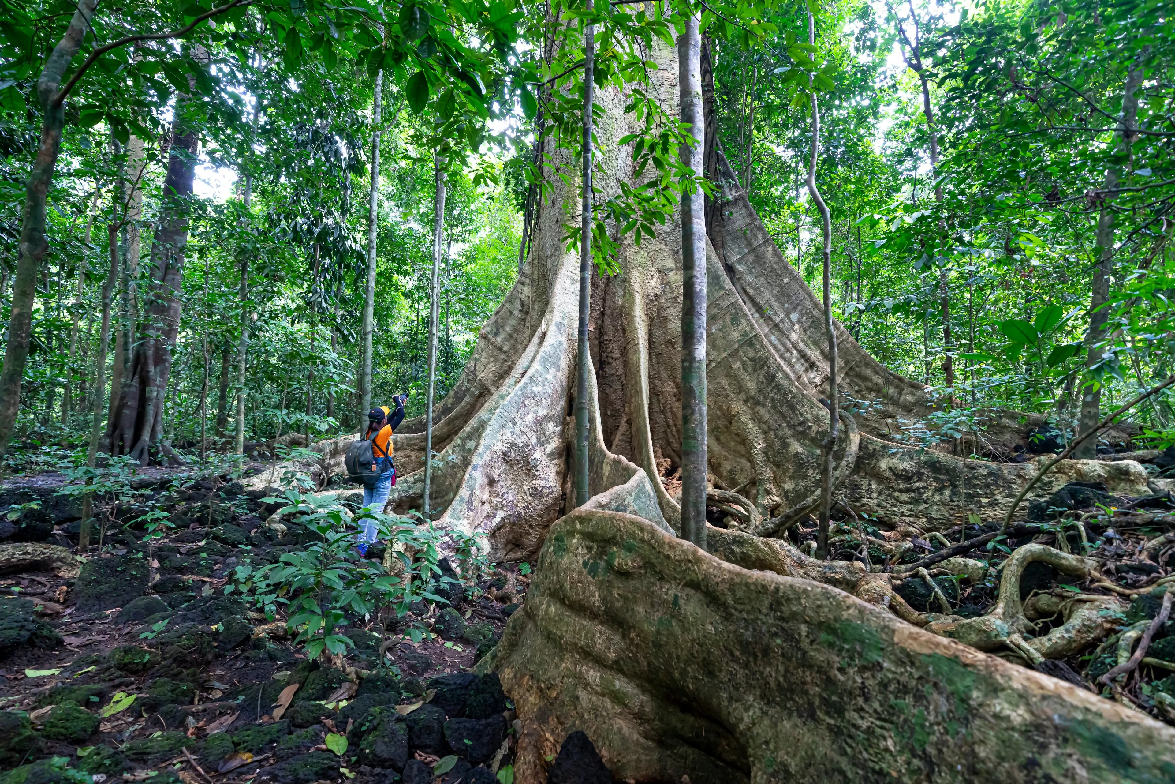 Tourists exploring the roots of giant Tetrameles trees in the rainforest of Cat Tien National Park, Dong Nai Province, Vietnam