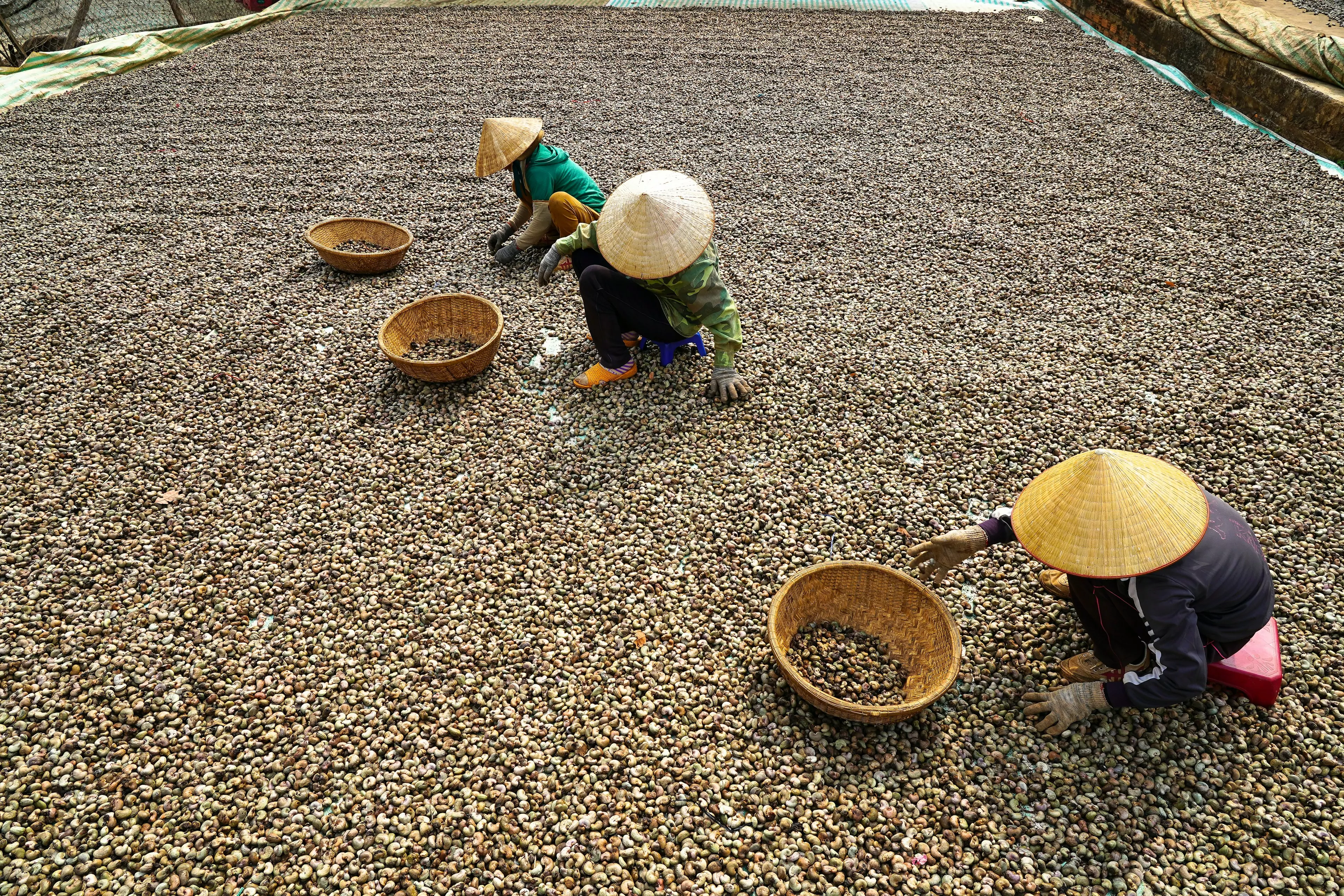 Farmers are selecting fresh coffee beans at a farm, Buon Me Thuot, Dak Lak, Vietnam